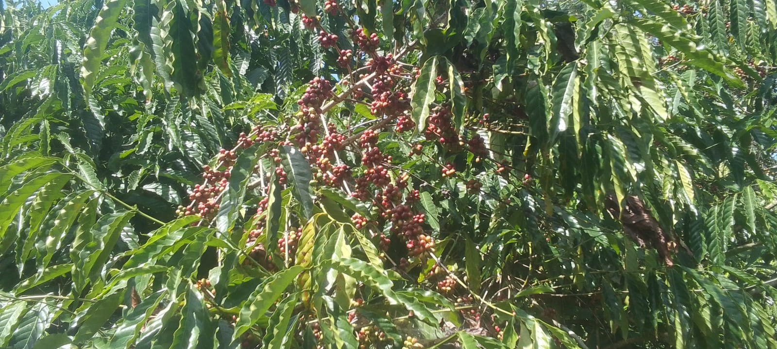 Women Farmer Impact Fund